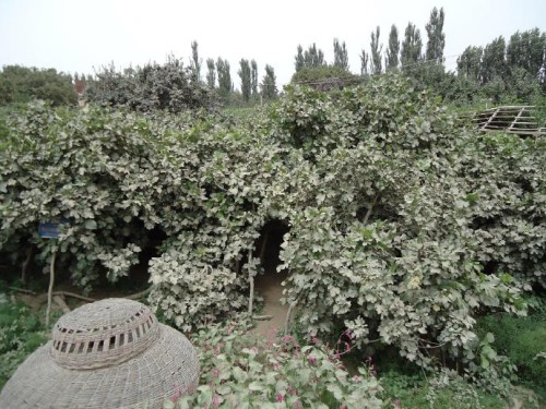 无花果王